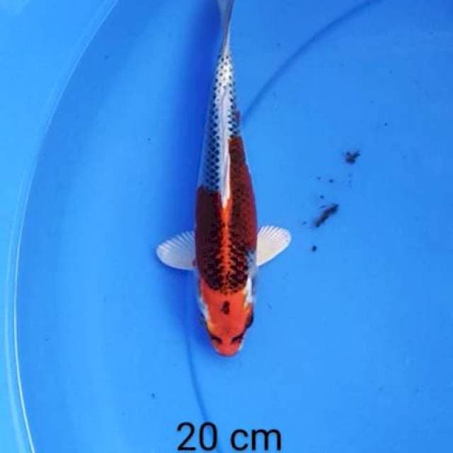 03.kujaku merah sip 20 cm