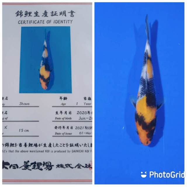 Showa tosai dainichi