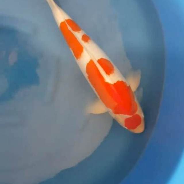Kohaku 60