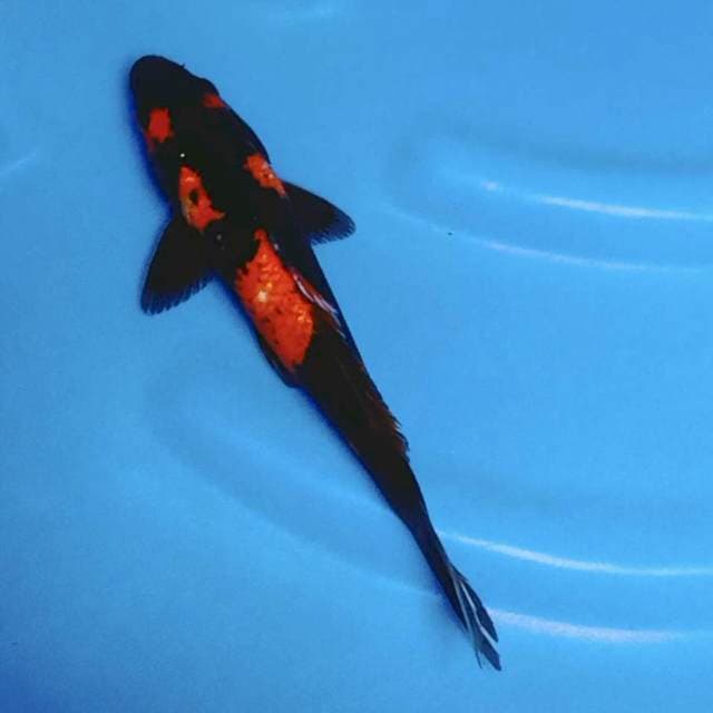 Hi utsuri bles 26cm