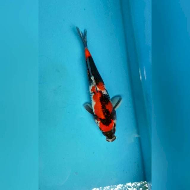 Showa, 23cm