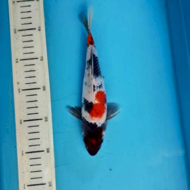 Showa, 23cm