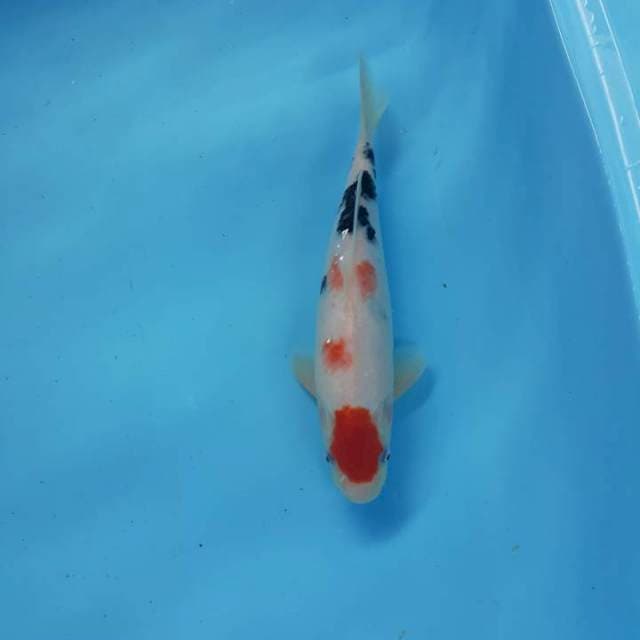 Sanke 26 cm