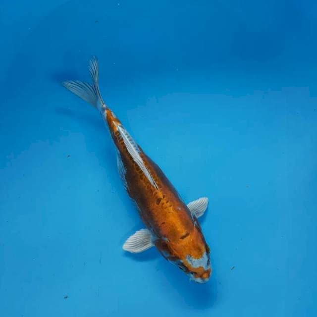 Heisei Nishiki 28 cm