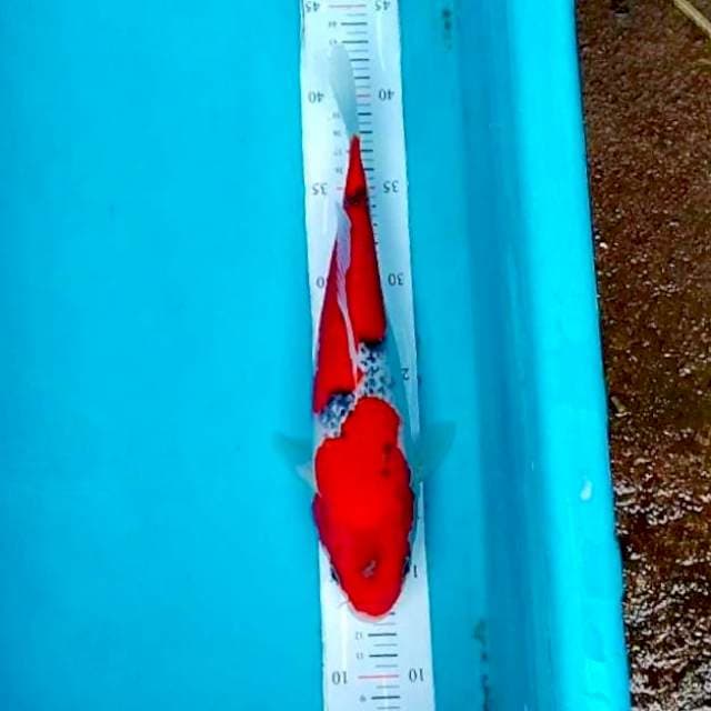 Goshiki 🌶️ 29cm