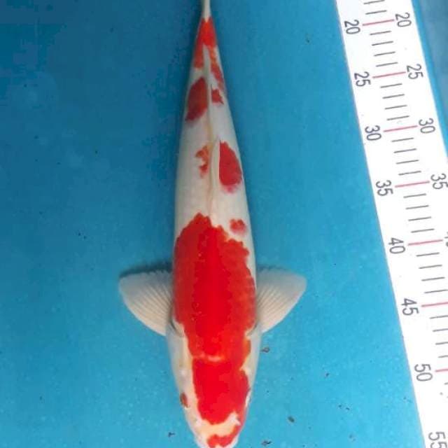Kohaku Jantan Strong 45bu