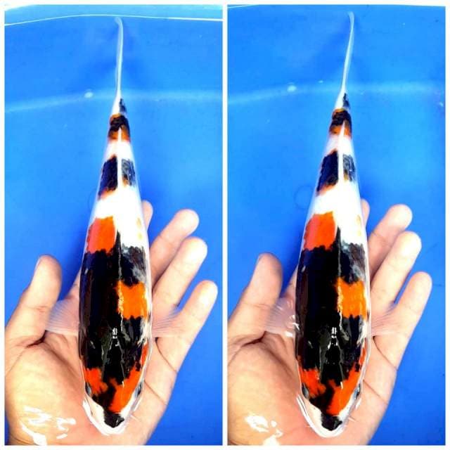 KINDAI SHOWA PETIR HITAM PEKAT