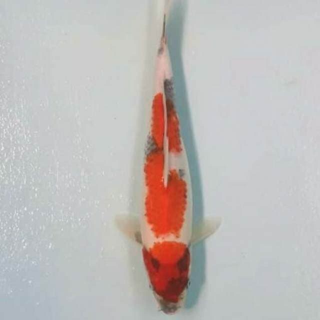 35cm showa kanoko