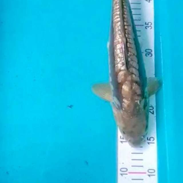 Chagoi 36cm