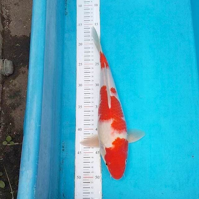 Kohaku 35cm