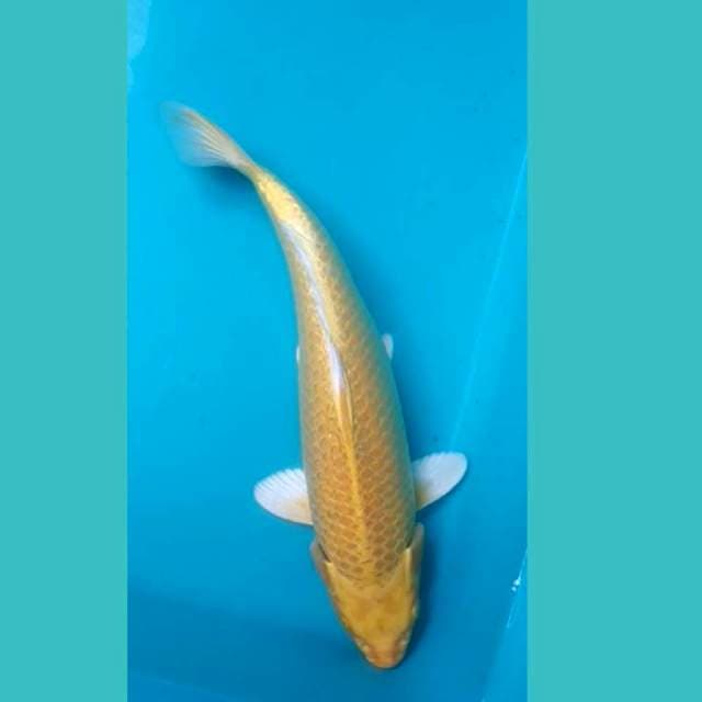Yamabuki Ogon 30cm
