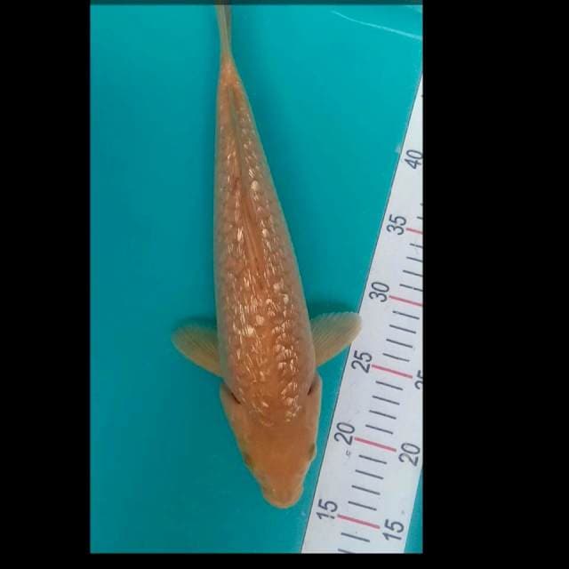 Midorigoi 35cm