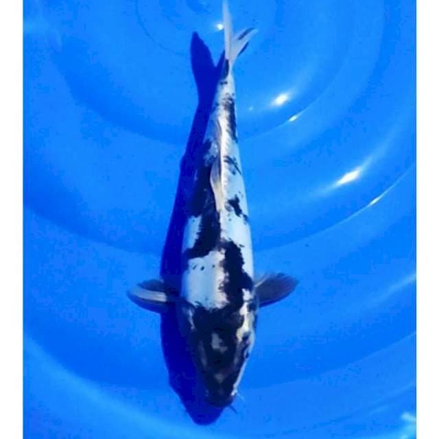 Doitsu Shiro 28cm (M)