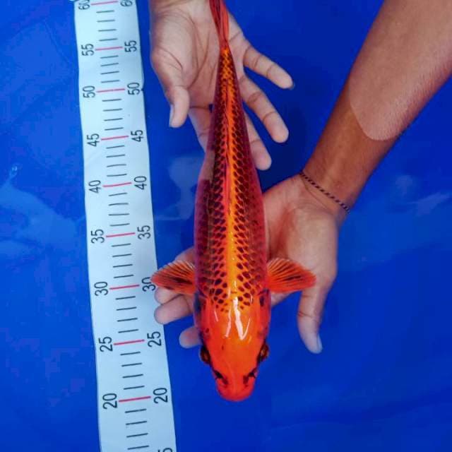 Kin Matsuba joss 37cm