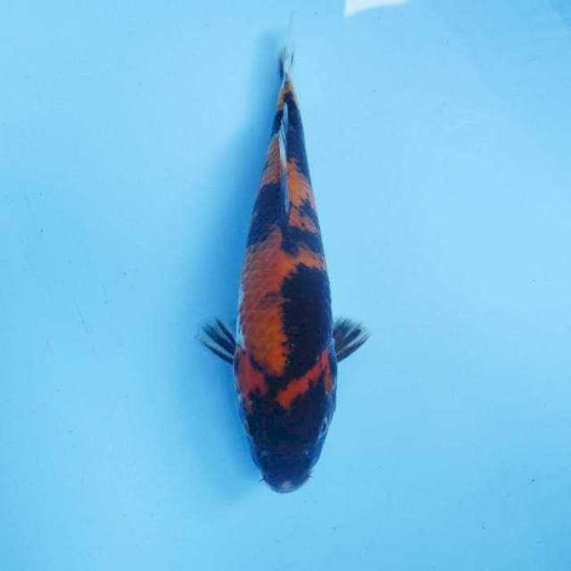 Showa 26 cm