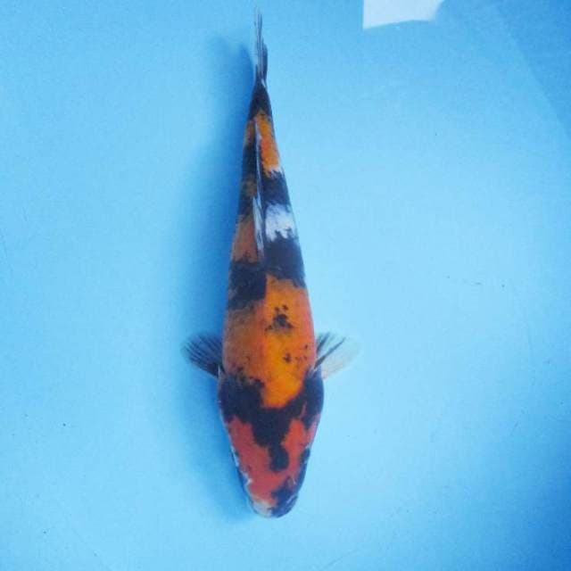 Showa 28 cm