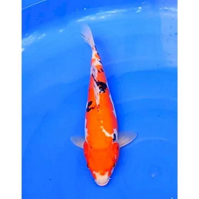 Sanke Doitsu Original 30cm (F)