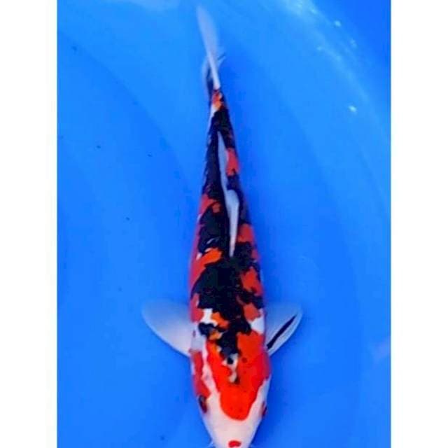 Strong Sanke Doitsu 27cm (M)