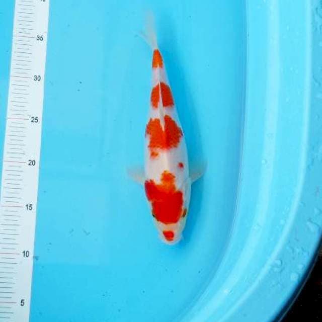 Kohaku