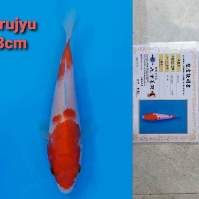 Marujyu kohaku 13cm serti