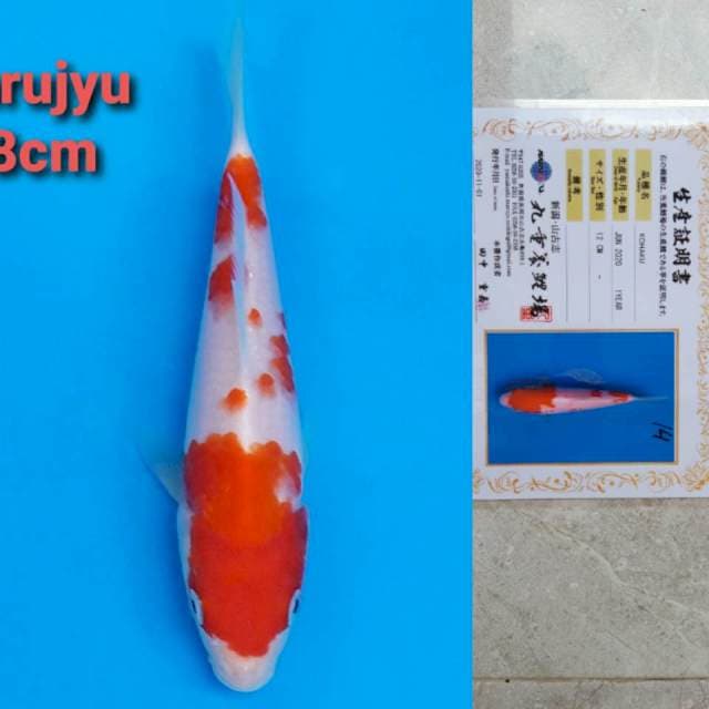Marujyu kohaku 18cm serty