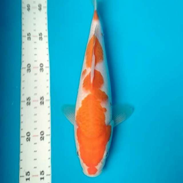 Kohaku 26cm