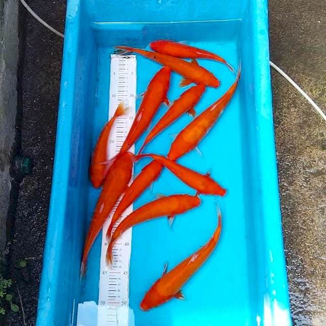 11 ekor 20-25cm