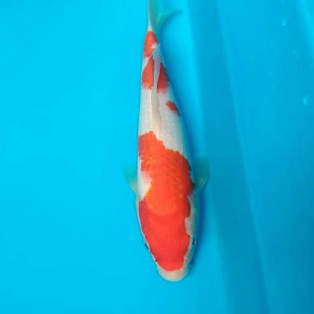 Kohaku 25cm