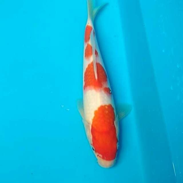Kohaku 25cm