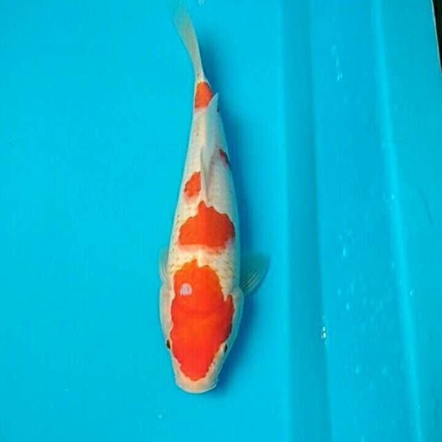 Kohaku 25cm