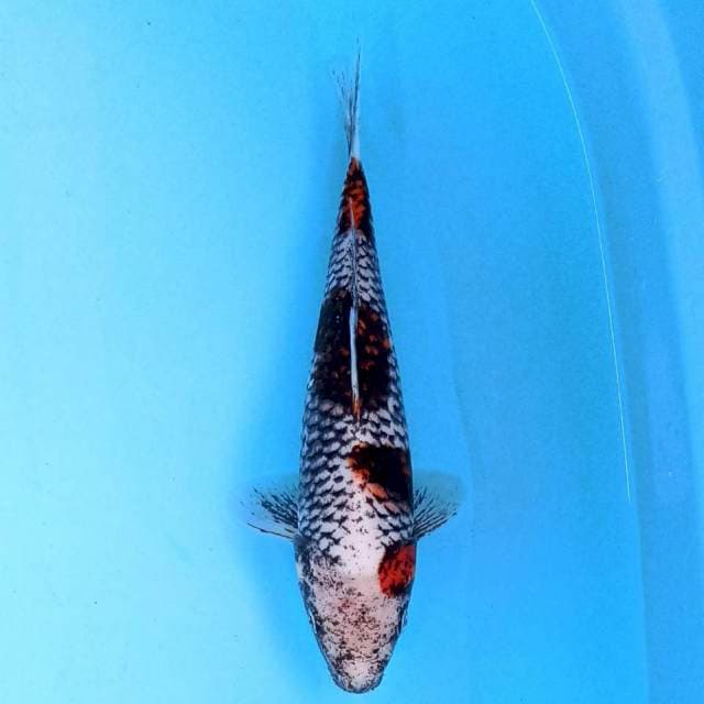 Beni Matsukawabake 22 cm