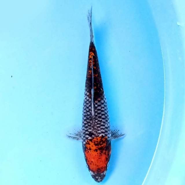 Beni Matsukawabake 19 cm