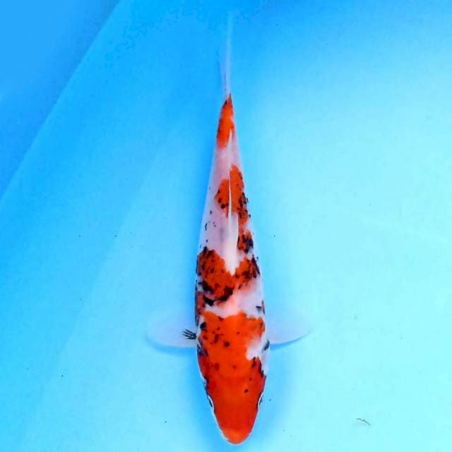 Beni Matsukawabake 20 cm