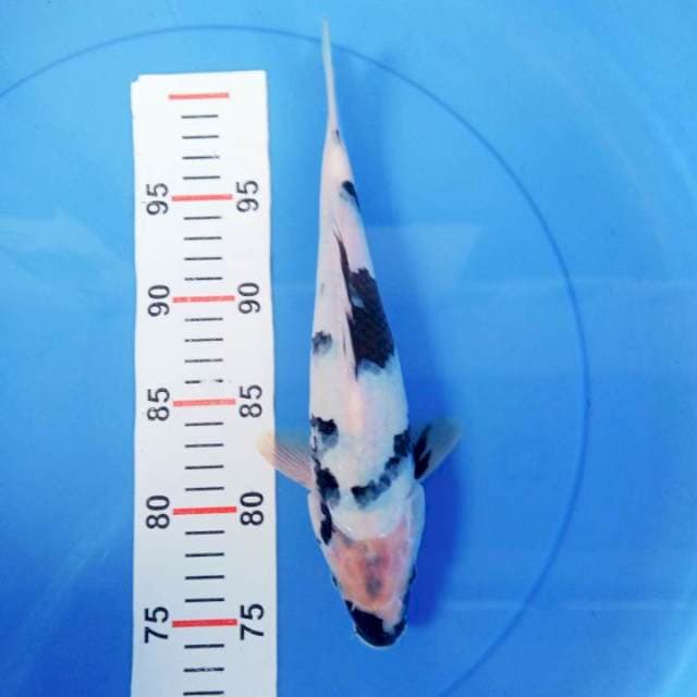 Shiro 28cm