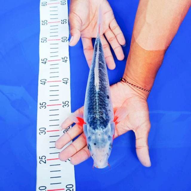Asagi 30cm