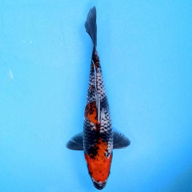 Showa Matsukawabake 22 cm