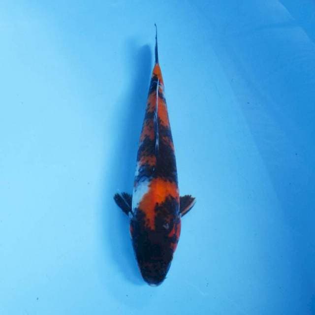 Showa 25 cm