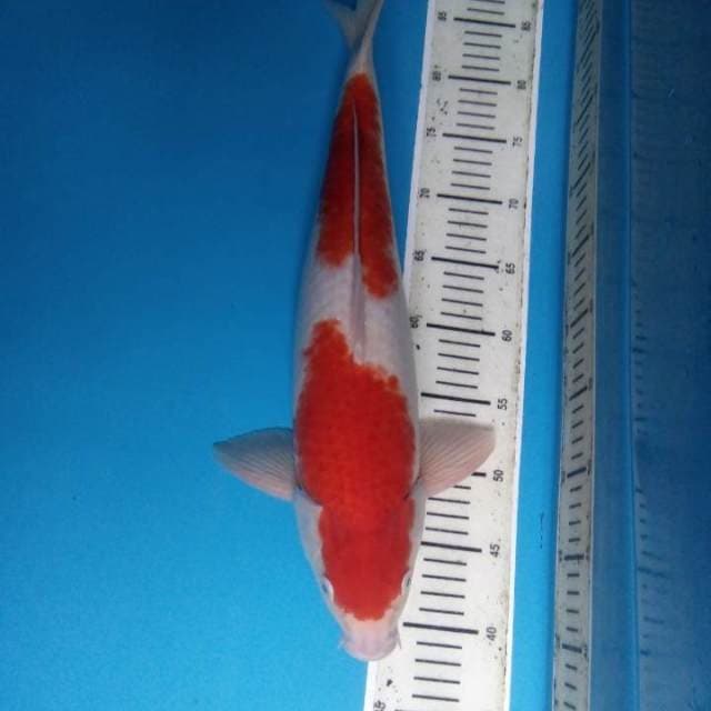 Kohaku 48 cm