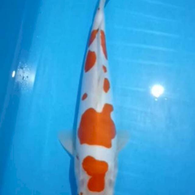 Kohaku doitsu 28cm