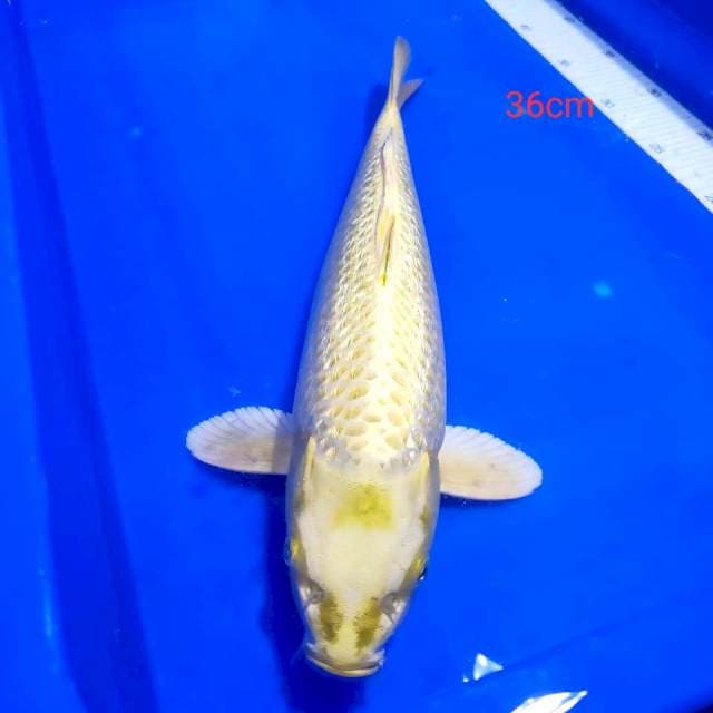 Mukasi ginrin 36cm