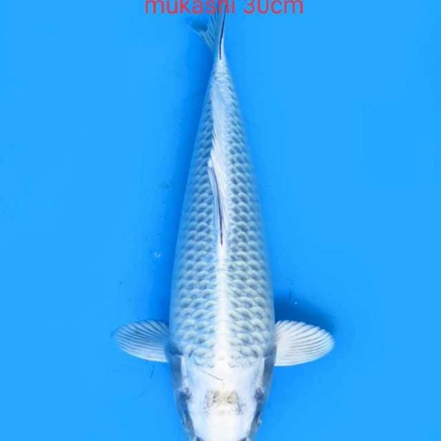 Titanium 30cm