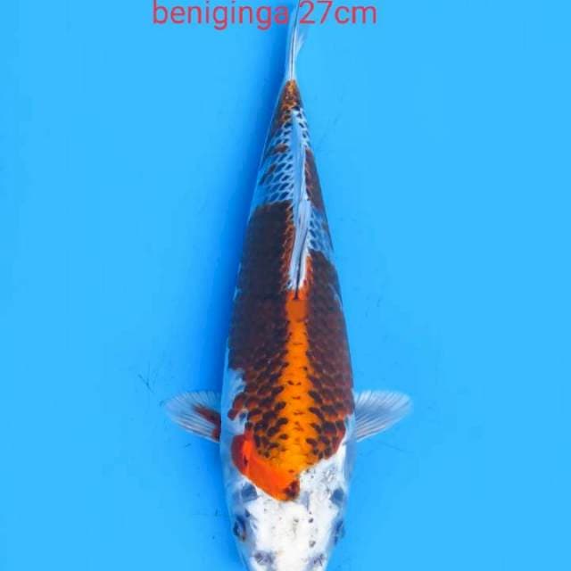 Beniginga 27cm