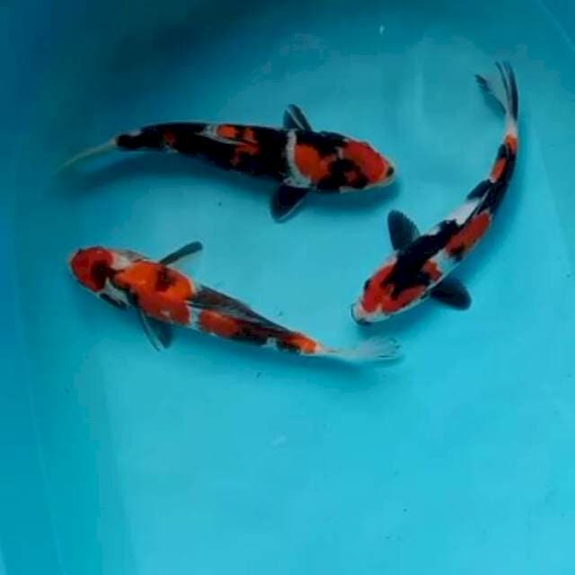 Showa:23:27cm
