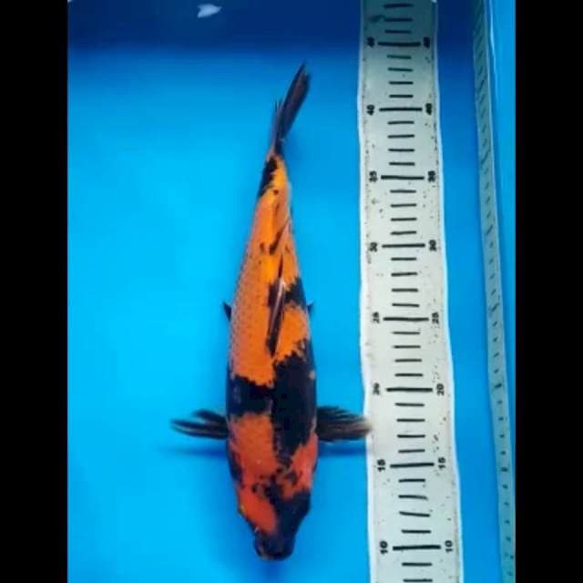 HI UTSURI TEMBUS PUNUK 32 Cm
