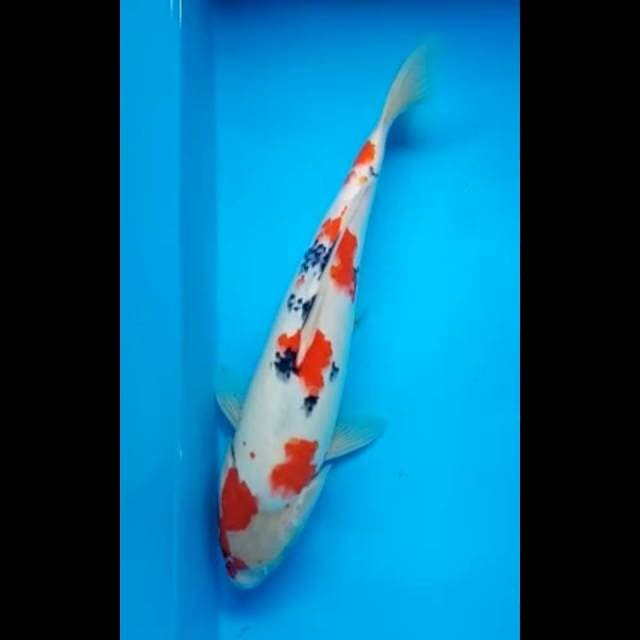 SANKE 34 Cm