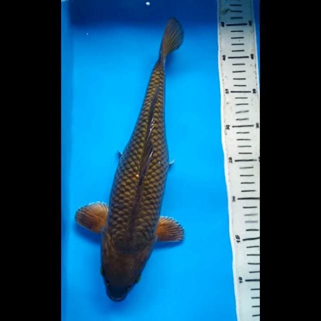 MIDORIGOI PUNUK 36 Cm, JANTAN