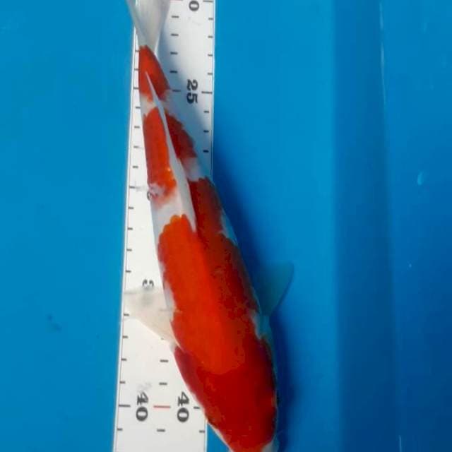Kihakuuuu 25 cm