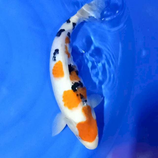 Maruten sanke 45cm female