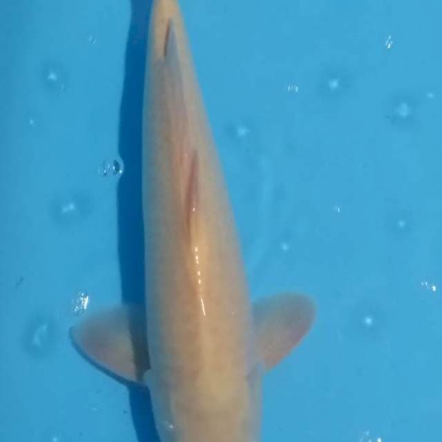 KARASI MATA MERAH 46CM JANTAN