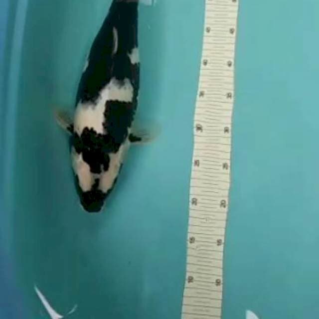 SIRO 45CM GENDONG TELUR